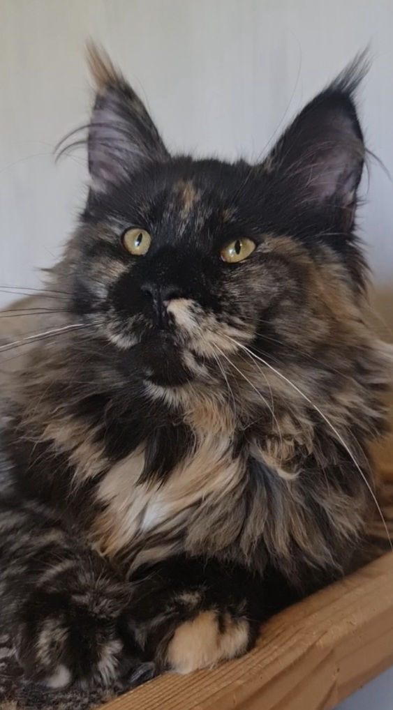 CH. Joy Maritaicor fortuna